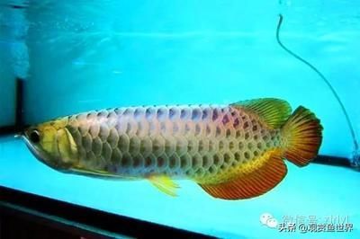 觀賞龍魚什么品種好 龍魚百科