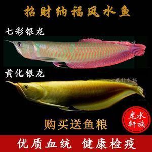 黃化金龍魚