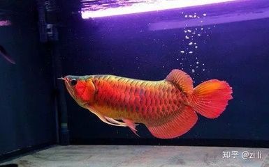 紅龍魚(yú)鱗片上有黑點(diǎn)是什么病 龍魚(yú)百科