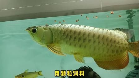 龍魚不吃飼料怎么辦