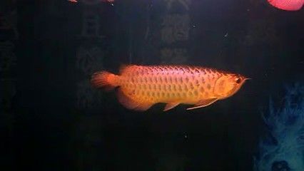 紅帝王雷龍魚(yú)怎么區(qū)分公母圖解