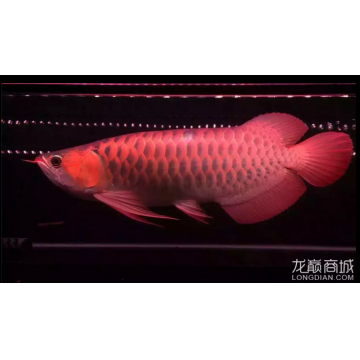 50公分的紅龍魚 龍魚百科