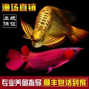 龍魚(yú)吃什么活魚(yú)好養(yǎng)