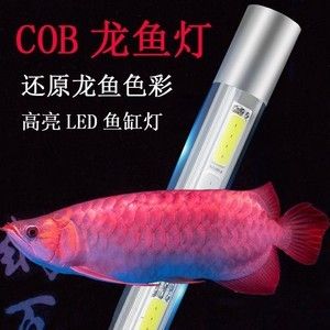 龍魚發(fā)色燈什么牌子好 龍魚百科