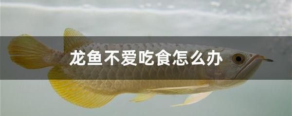 龍魚不愛吃食是怎么回事兒呀怎么治 龍魚百科