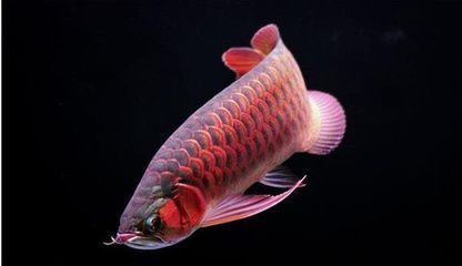 紅尾龍魚(yú)吃什么發(fā)色最好看呢 龍魚(yú)百科