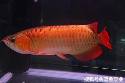 龍魚的正確飼養(yǎng)方法大全 龍魚百科