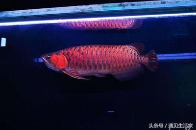 紅龍魚白缸發(fā)色怎么回事 龍魚百科