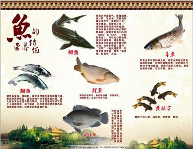 龍魚的功效和營養(yǎng) 龍魚百科