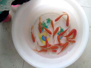 龍魚吃小金魚 龍魚百科