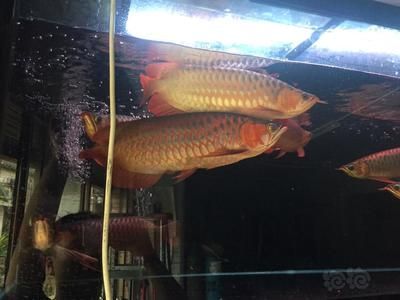 紅龍魚喂什么魚長得快一點