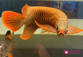 金龍魚吃什么小魚