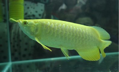 金龍魚(yú)喂活食好還是飼料好