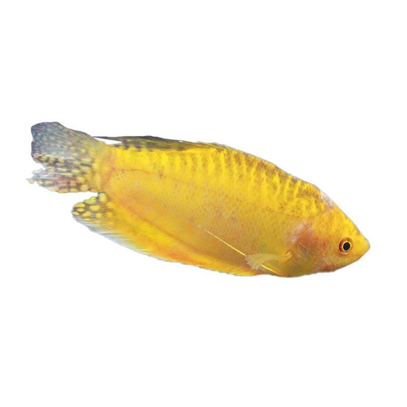 黃金龍魚(yú)寓意著什么 龍魚(yú)百科