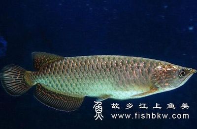 紅龍魚怎么樣爬背快 龍魚百科