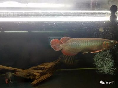 紅龍幼魚怎么喂養(yǎng) 龍魚百科