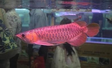 紅龍魚(yú)能和錦鯉混養(yǎng)嗎 龍魚(yú)百科