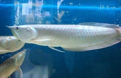 龍魚(yú)不吃食什么原因有三天死亡的 龍魚(yú)百科