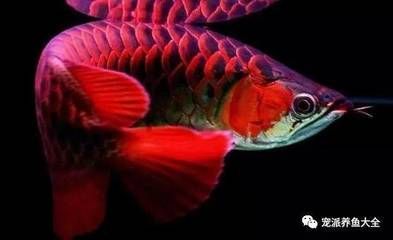 各種龍魚(yú)的寓意和象征是什么意思 龍魚(yú)百科