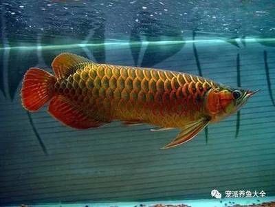 龍魚不太肯游怎么回事 龍魚百科