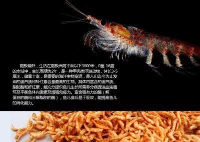 龍魚吃蝦干還是活食好