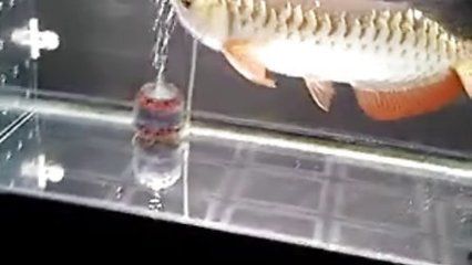 龍魚吃了活食還會改口嗎 龍魚百科