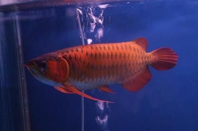 紅龍魚飼養(yǎng)技巧和方法圖解大全 龍魚百科