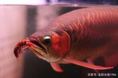 龍魚吃小蝦要把前面剪掉嗎 龍魚百科