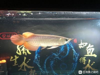 龍魚吧百度貼吧官網(wǎng)