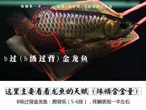 龍魚的狀態(tài)怎樣分別