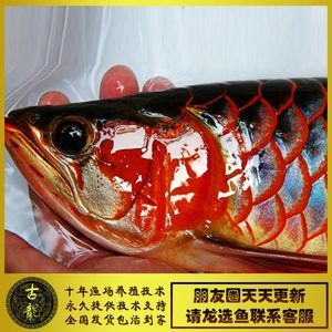 金龍魚和紅龍魚誰更厲害一點(diǎn) 龍魚百科