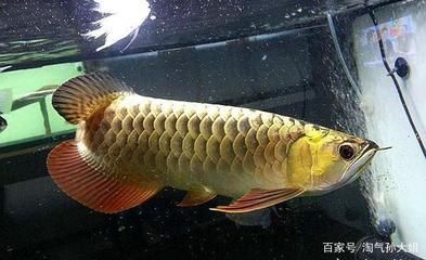 金龍魚會生病嗎 龍魚百科