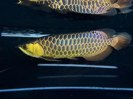 古典龍魚是金龍還是紅龍