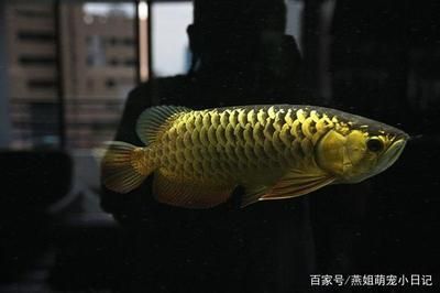 過背金龍魚飼養(yǎng) 龍魚百科