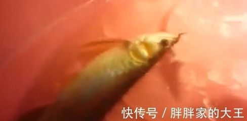 龍魚炒作騙局 龍魚百科