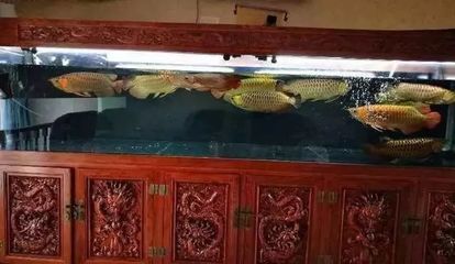 龍魚單養(yǎng)一條好么還是兩條 龍魚百科