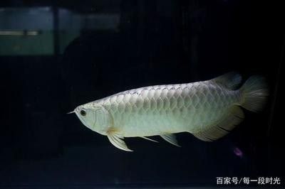 龍魚的飼養(yǎng)溫度