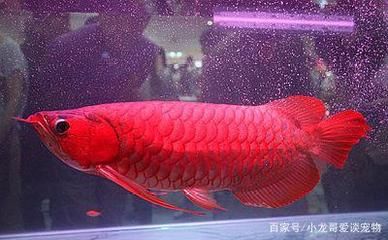 龍魚不活躍怎么辦呀 龍魚百科