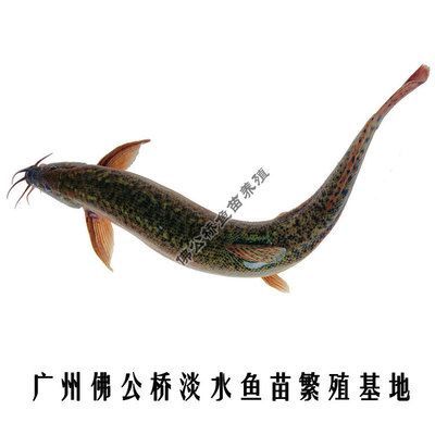 龍魚吃小金蛙好不好