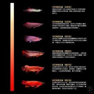 紅龍魚屬性 龍魚百科