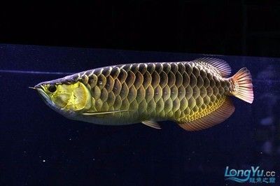 金龍魚(yú)銀龍魚(yú)多少錢(qián)一只 龍魚(yú)百科