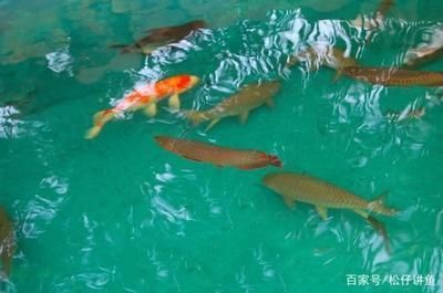 錦鯉能跟龍魚混養(yǎng)嗎 龍魚百科