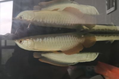 家里養(yǎng)的龍魚死了埋哪里了