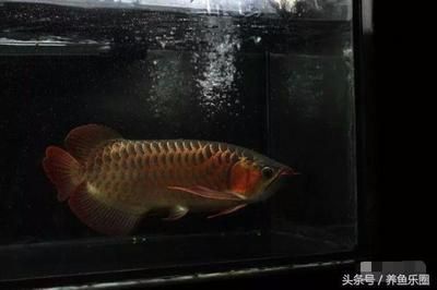 給龍魚喂什么魚比較好養(yǎng)一點(diǎn) 龍魚百科