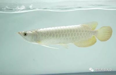 金龍魚和白龍魚能混養(yǎng)嗎 龍魚百科