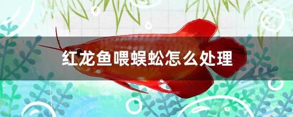 紅龍不吃小魚