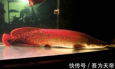 龍魚吃什么好消化食物 龍魚百科