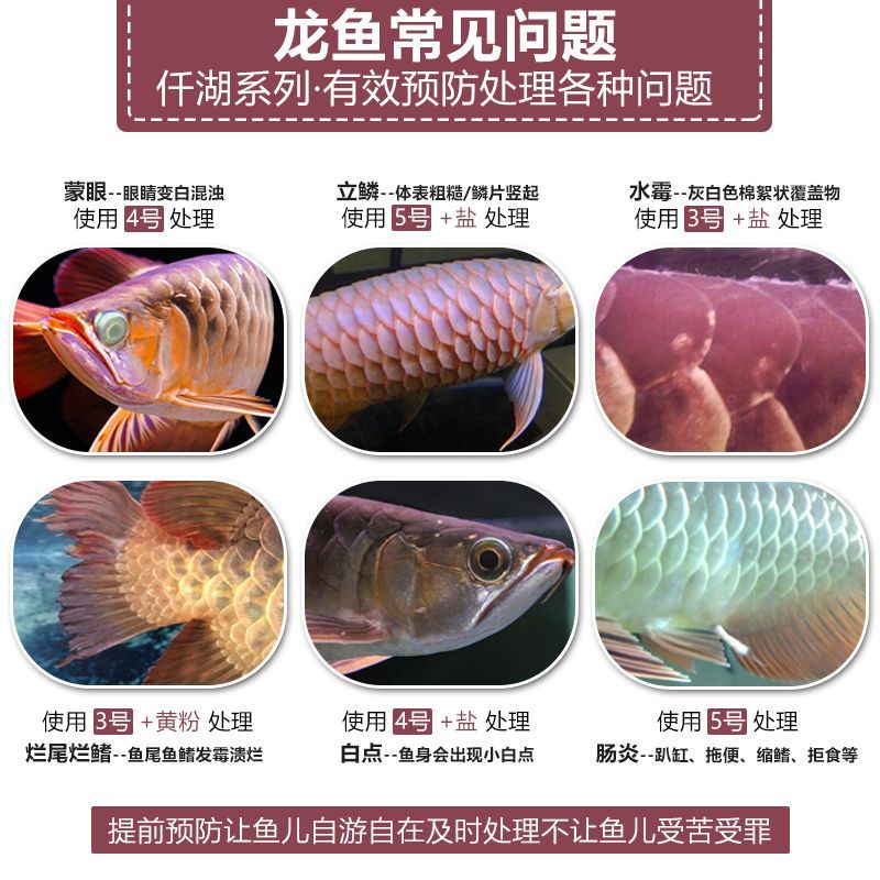 龍魚0號治什么病