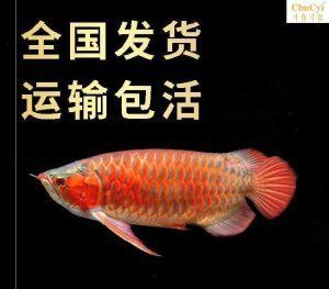 紅龍喂活魚注意 龍魚百科