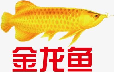 金龍魚圖標(biāo)